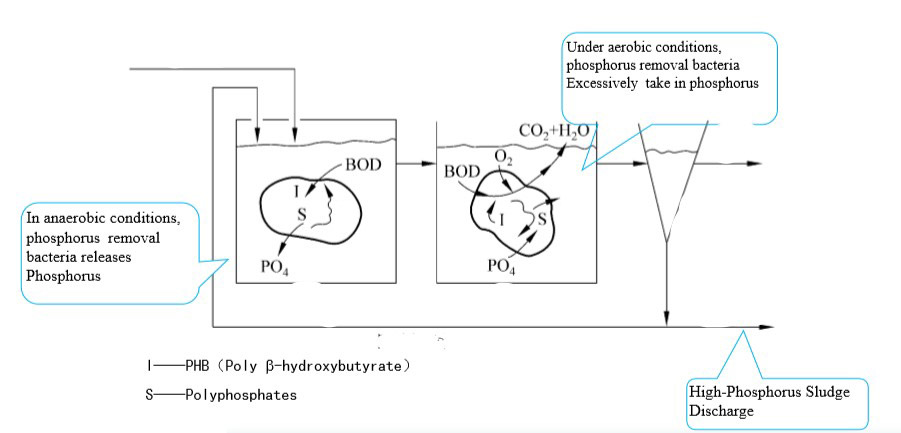 biological phosphorus removal in wastewater treatment